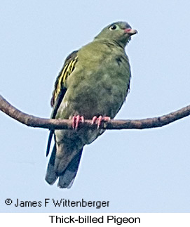 Thick-billed Pigeon - © James F Wittenberger and Exotic Birding LLC