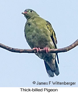 Thick-billed Pigeon - &copy; James F Wittenberger and Exotic Birding LLC