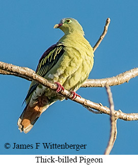 Thick-billed Pigeon - © James F Wittenberger and Exotic Birding LLC