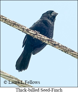 Thick-billed Seed-Finch - © Laura L Fellows and Exotic Birding LLC