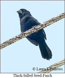 Thick-billed Seed-Finch - © Laura L Fellows and Exotic Birding LLC Thick-billed Seed-Finch - © Laura L Fellows and Exotic Birding LLC