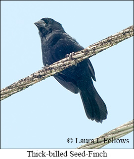 Thick-billed Seed-Finch - © Laura L Fellows and Exotic Birding LLC