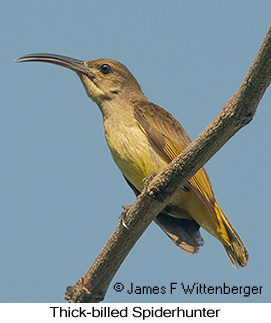 Thick-billed Spiderhunter - © James F Wittenberger and Exotic Birding LLC