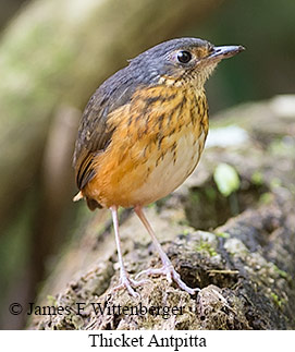 Thicket Antpitta - © James F Wittenberger and Exotic Birding LLC