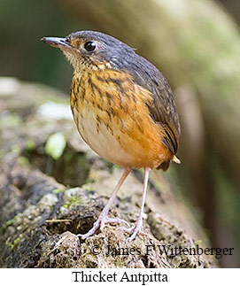 Thicket Antpitta - © James F Wittenberger and Exotic Birding LLC