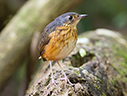 Thicket Antpitta - © James F Wittenberger and Exotic Birding LLC