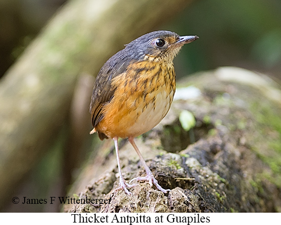Thicket Antpitta - &copy; James F Wittenberger and Exotic Birding LLC