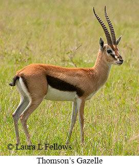 Thomson's Gazelle - © Laura L Fellows and Exotic Birding Tours Thomson's Gazelle - © Laura L Fellows and Exotic Birding Tours