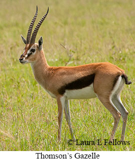 Thomson's Gazelle - © Laura L Fellows and Exotic Birding LLC