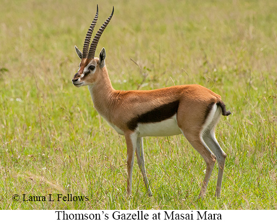 Thomson's Gazelle - © Laura L Fellows and Exotic Birding LLC