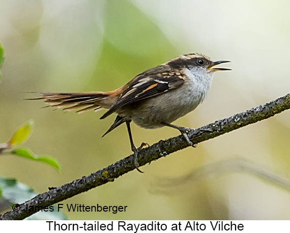 Thorn-tailed Rayadito - © James F Wittenberger and Exotic Birding LLC Thorn-tailed Rayadito - © James F Wittenberger and Exotic Birding LLC