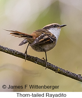 Thorn-tailed Rayadito - © James F Wittenberger and Exotic Birding LLC Thorn-tailed Rayadito - © James F Wittenberger and Exotic Birding LLC