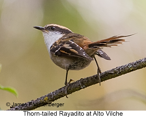 Thorn-tailed Rayadito - © James F Wittenberger and Exotic Birding LLC Thorn-tailed Rayadito - © James F Wittenberger and Exotic Birding LLC