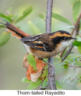 Thorn-tailed Rayadito - Courtesy Argentina Wildlife Expeditions