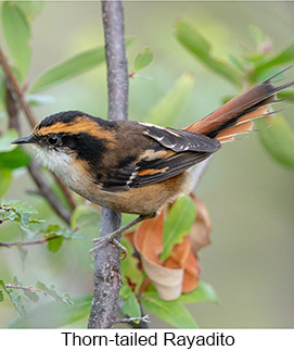Thorn-tailed Rayadito - Courtesy Argentina Wildlife Expeditions