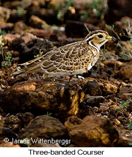 Three-banded Courser - © James F Wittenberger and Exotic Birding Tours Three-banded Courser - © James F Wittenberger and Exotic Birding Tours