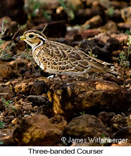 Three-banded Courser - © James F Wittenberger and Exotic Birding LLC