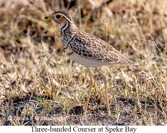 Three-banded Courser - © James F Wittenberger and Exotic Birding LLC