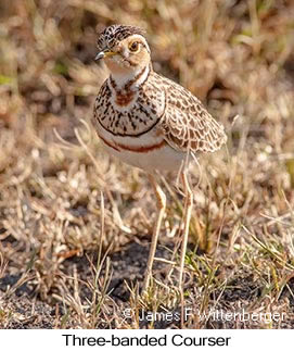 Three-banded Courser - © James F Wittenberger and Exotic Birding LLC