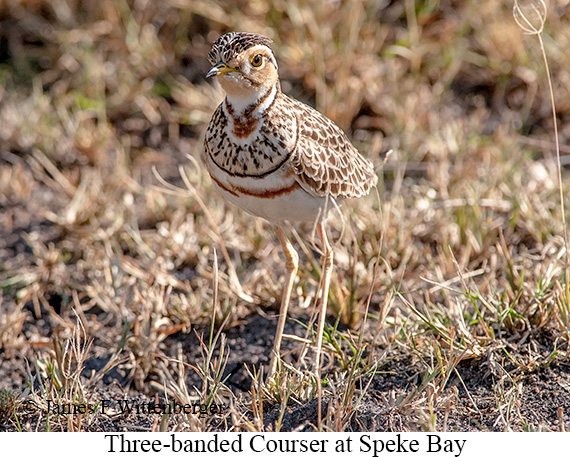 Three-banded Courser - © James F Wittenberger and Exotic Birding LLC