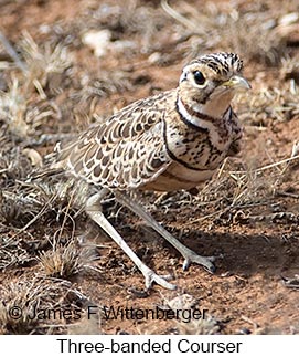Three-banded Courser - © James F Wittenberger and Exotic Birding LLC Three-banded Courser - © James F Wittenberger and Exotic Birding LLC