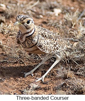 Three-banded Courser - © James F Wittenberger and Exotic Birding LLC