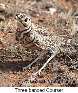 Three-banded Courser - &copy; James F Wittenberger and Exotic Birding LLC