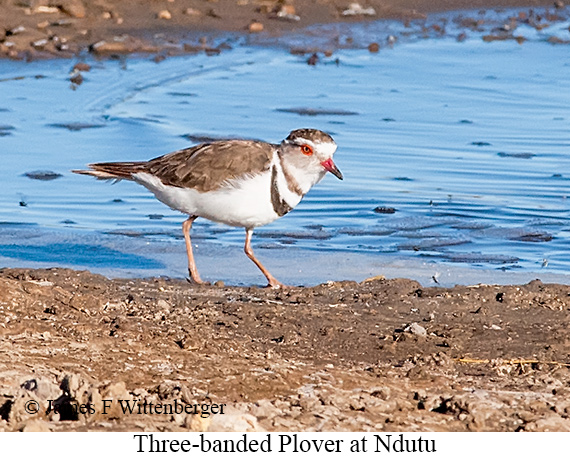 Three-banded Plover - © James F Wittenberger and Exotic Birding LLC