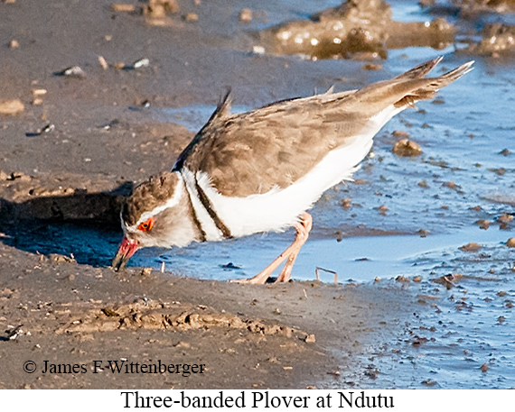 Three-banded Plover - © James F Wittenberger and Exotic Birding LLC