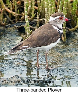 Three-banded Plover - © James F Wittenberger and Exotic Birding LLC