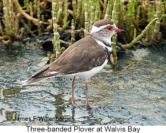 Three-banded Plover - © James F Wittenberger and Exotic Birding LLC