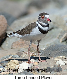 Three-banded Plover - © James F Wittenberger and Exotic Birding LLC