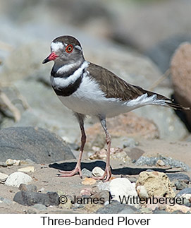 Three-banded Plover - © James F Wittenberger and Exotic Birding LLC