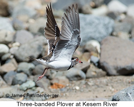 Three-banded Plover - © James F Wittenberger and Exotic Birding LLC