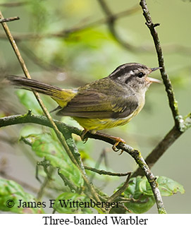 Three-banded Warbler - &copy; James F Wittenberger and Exotic Birding LLC