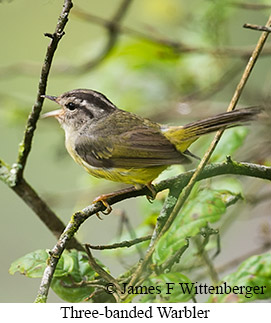 Three-banded Warbler - &copy; James F Wittenberger and Exotic Birding LLC
