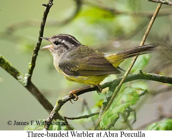 Three-banded Warbler - &copy; James F Wittenberger and Exotic Birding LLC