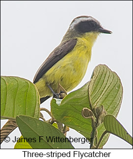 Three-striped Flycatcher - © James F Wittenberger and Exotic Birding LLC Three-striped Flycatcher - © James F Wittenberger and Exotic Birding LLC