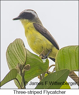 Three-striped Flycatcher - © James F Wittenberger and Exotic Birding LLC