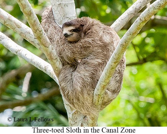 Three-toed Sloth - © James F Wittenberger and Exotic Birding LLC Three-toed Sloth - © James F Wittenberger and Exotic Birding LLC