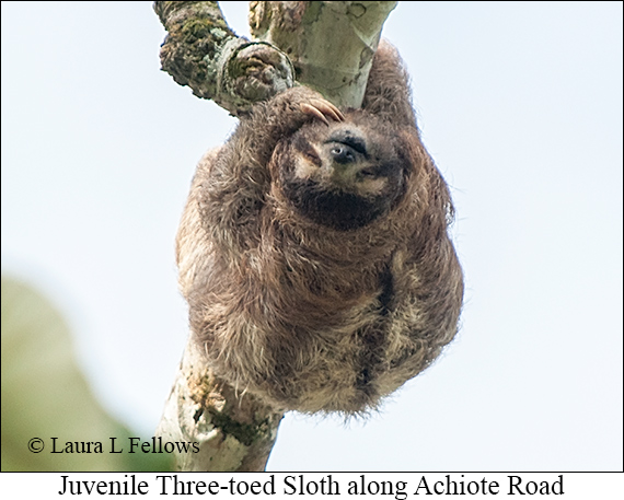 Three-toed Sloth Juv - © James F Wittenberger and Exotic Birding LLC Three-toed Sloth Juv - © James F Wittenberger and Exotic Birding LLC
