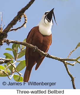 Three-wattled Bellbird - © James F Wittenberger and Exotic Birding LLC