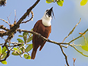 Three-wattled Bellbird - © James F Wittenberger and Exotic Birding LLC