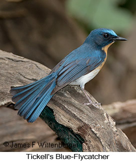 Tickell's Blue Flycatcher - © James F Wittenberger and Exotic Birding LLC