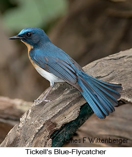 Tickell's Blue Flycatcher - © James F Wittenberger and Exotic Birding LLC