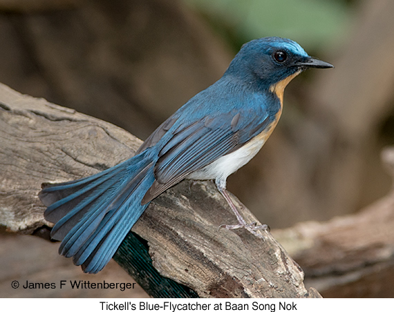 Tickell's Blue Flycatcher - © James F Wittenberger and Exotic Birding LLC