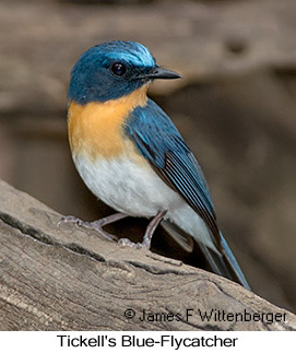 Tickell's Blue Flycatcher - © James F Wittenberger and Exotic Birding LLC