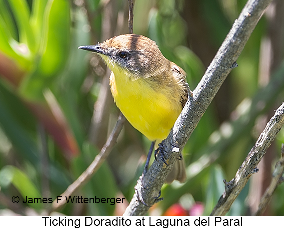 Ticking Doradito - © James F Wittenberger and Exotic Birding LLC Ticking Doradito - © James F Wittenberger and Exotic Birding LLC
