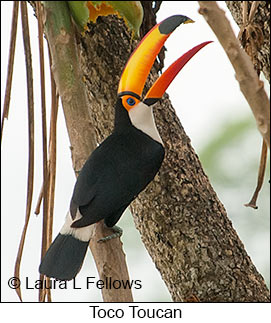 Toco Toucan - © Laura L Fellows and Exotic Birding LLC