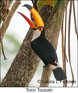 Toco Toucan - © Laura L Fellows and Exotic Birding LLC